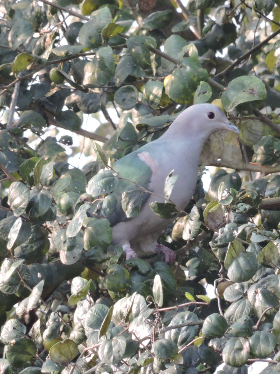Green Imperial-Pigeon - ML615988661