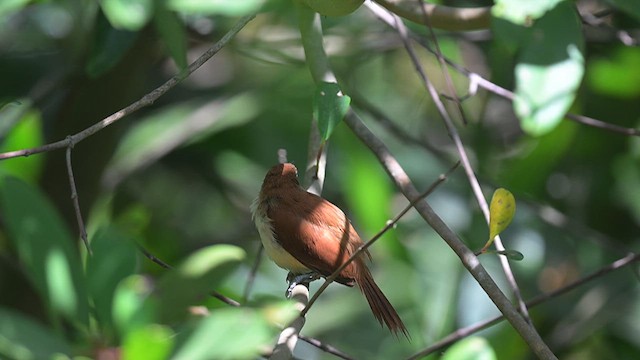 Yellow-chinned Spinetail - ML615988698