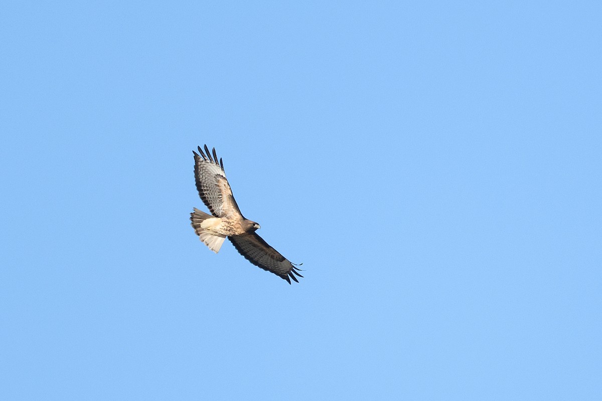 Red-tailed Hawk - ML615988860