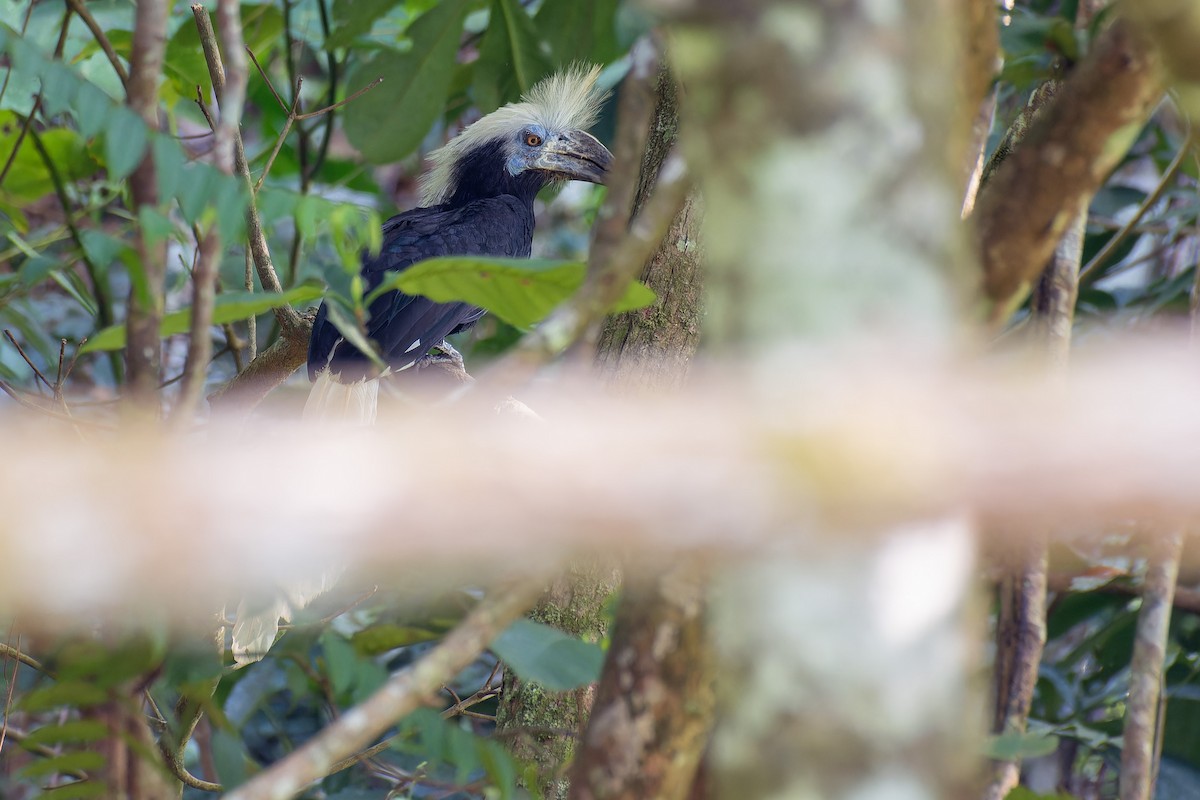 White-crowned Hornbill - Muangpai Suetrong