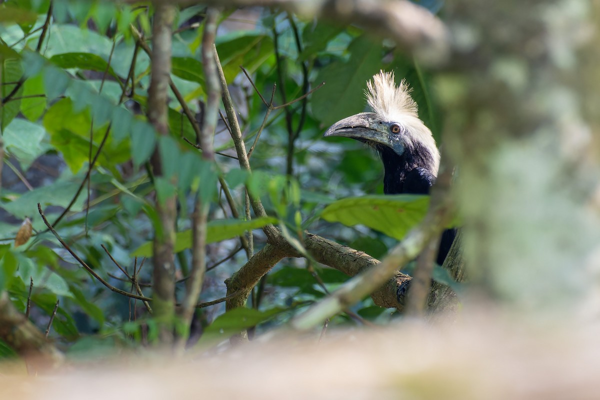 White-crowned Hornbill - Muangpai Suetrong