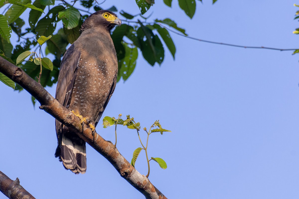 Crested Serpent-Eagle - ML615988888