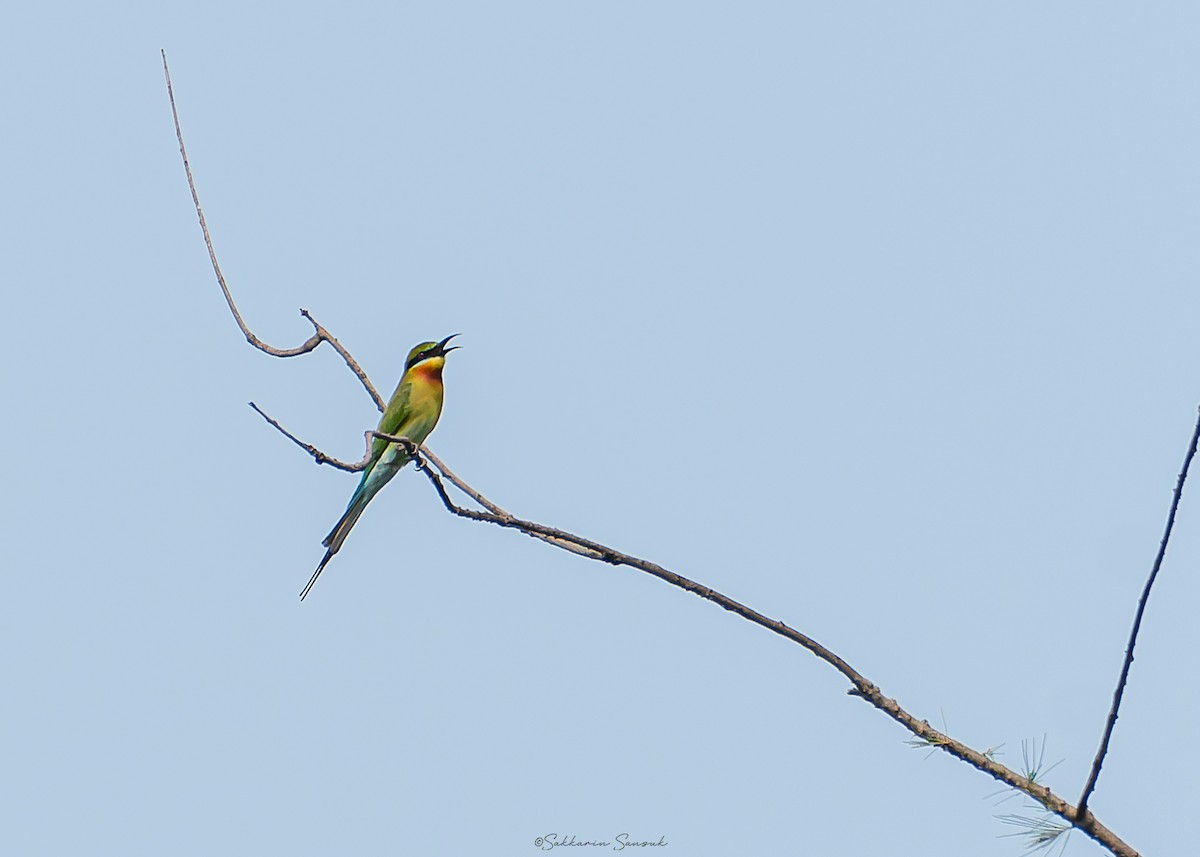 Blue-tailed Bee-eater - Sakkarin Sansuk