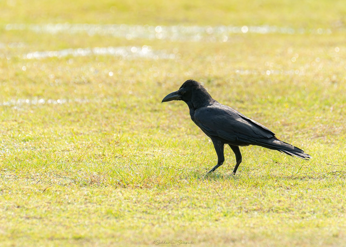 Large-billed Crow (Eastern) - Sakkarin Sansuk