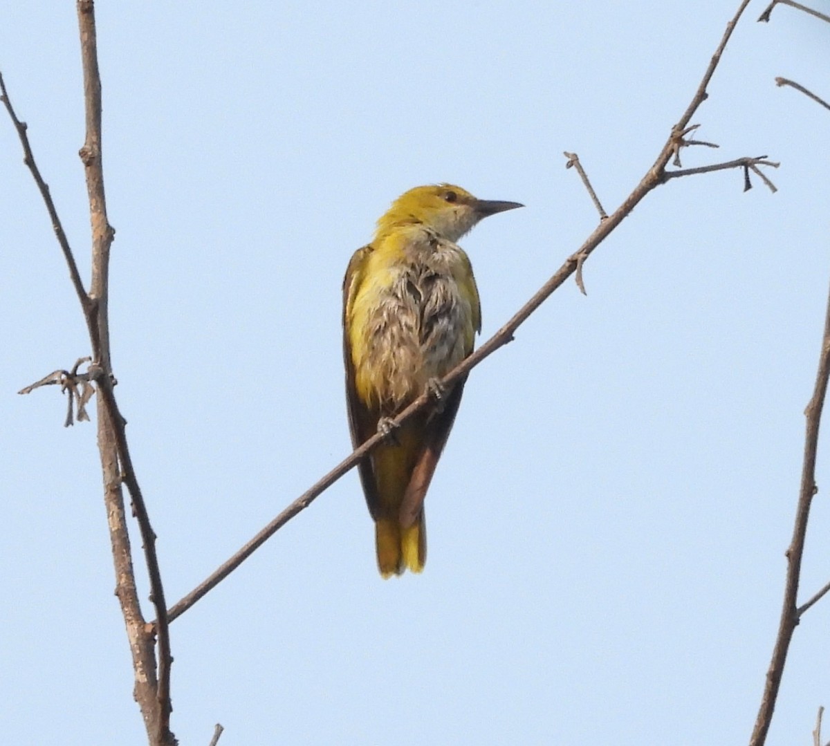 Indian Golden Oriole - ML615989175