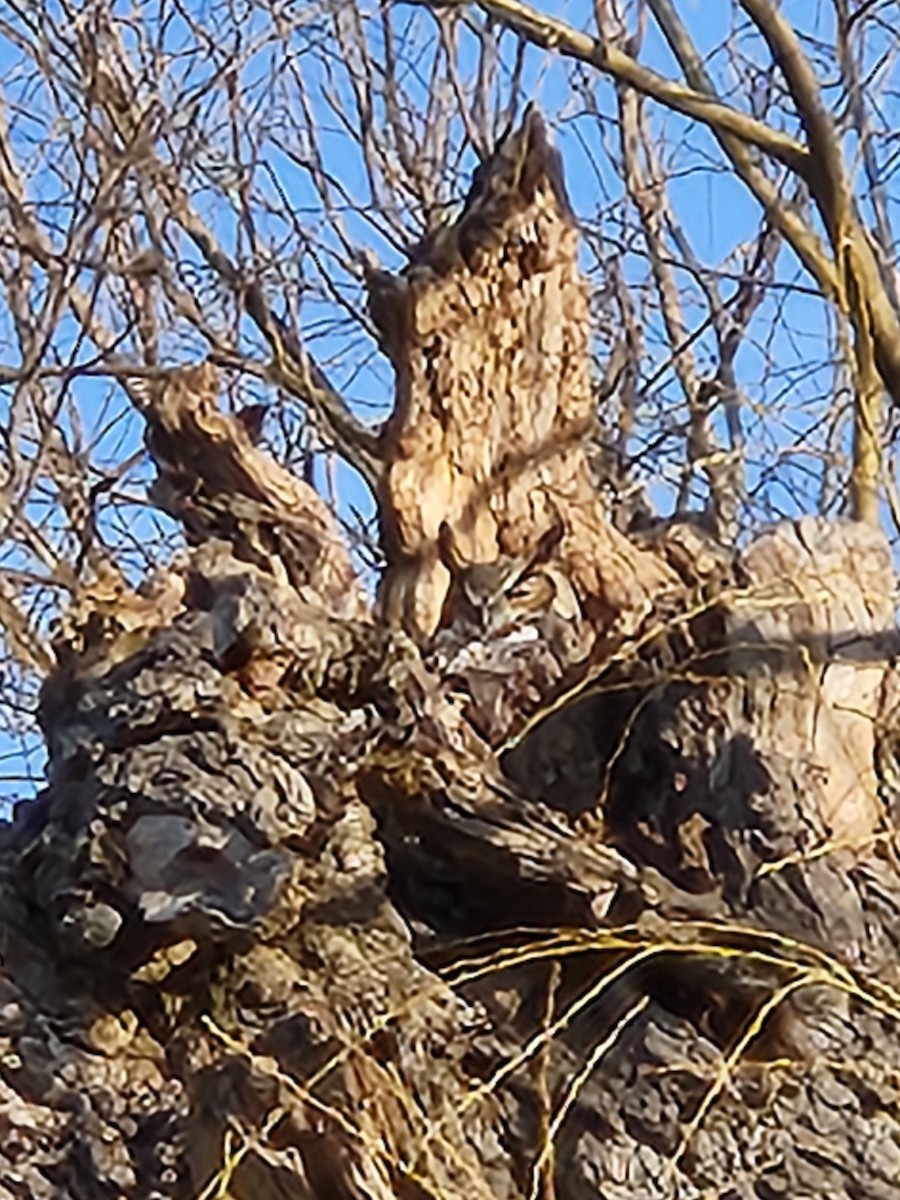 Great Horned Owl - ML615989272