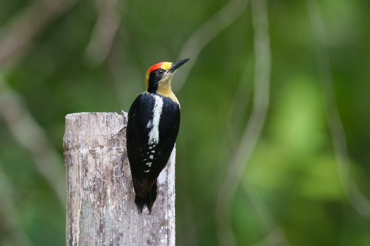 Golden-naped Woodpecker - ML615989290