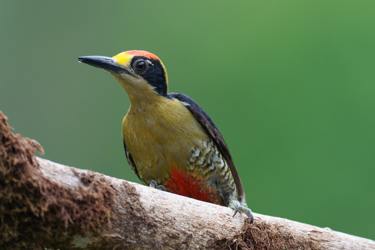 Golden-naped Woodpecker - ML615989292