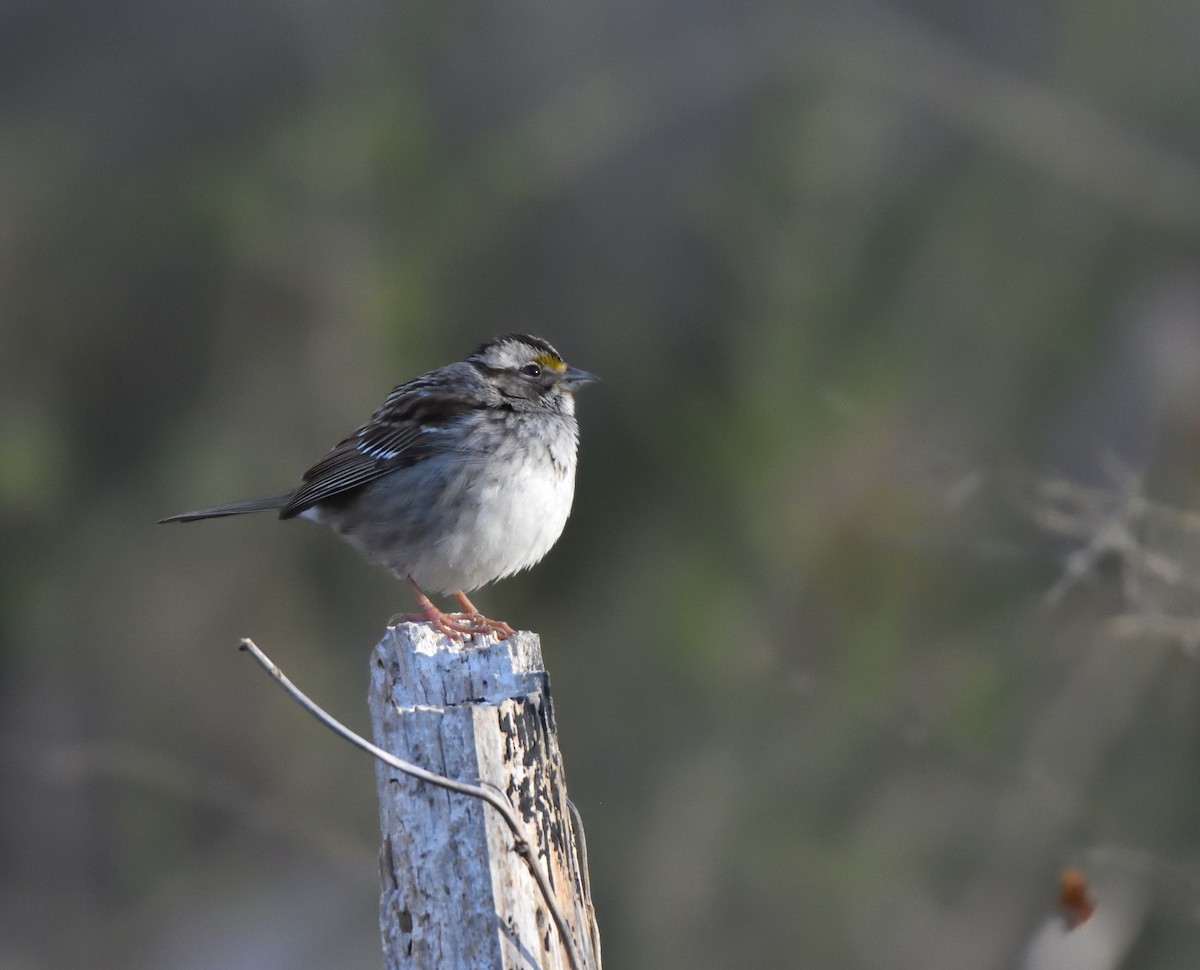 White-throated Sparrow - Richard Snow