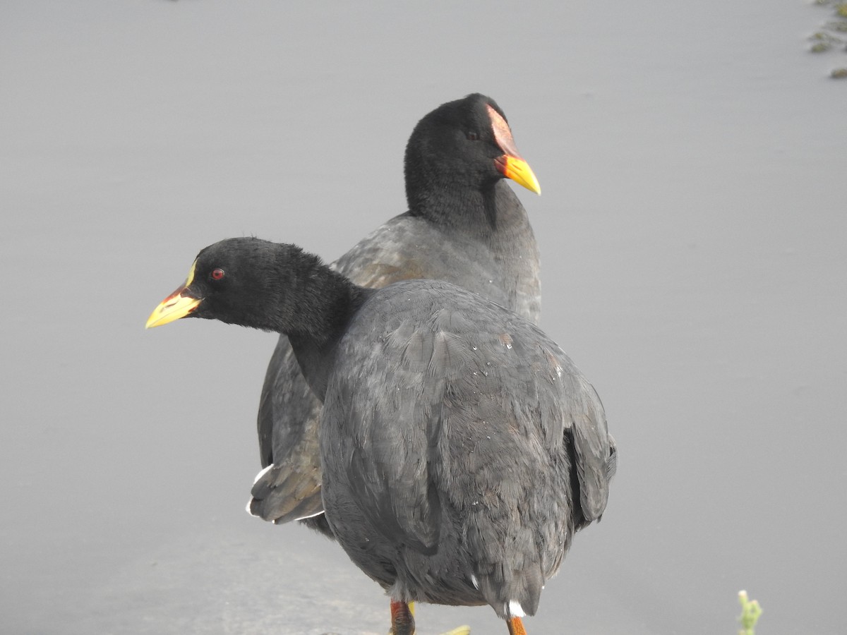 Red-fronted Coot - ML615989442