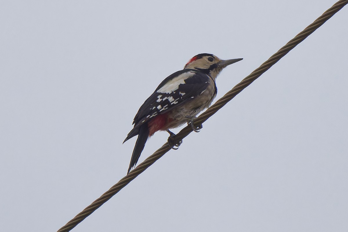 Syrian Woodpecker - leon berthou