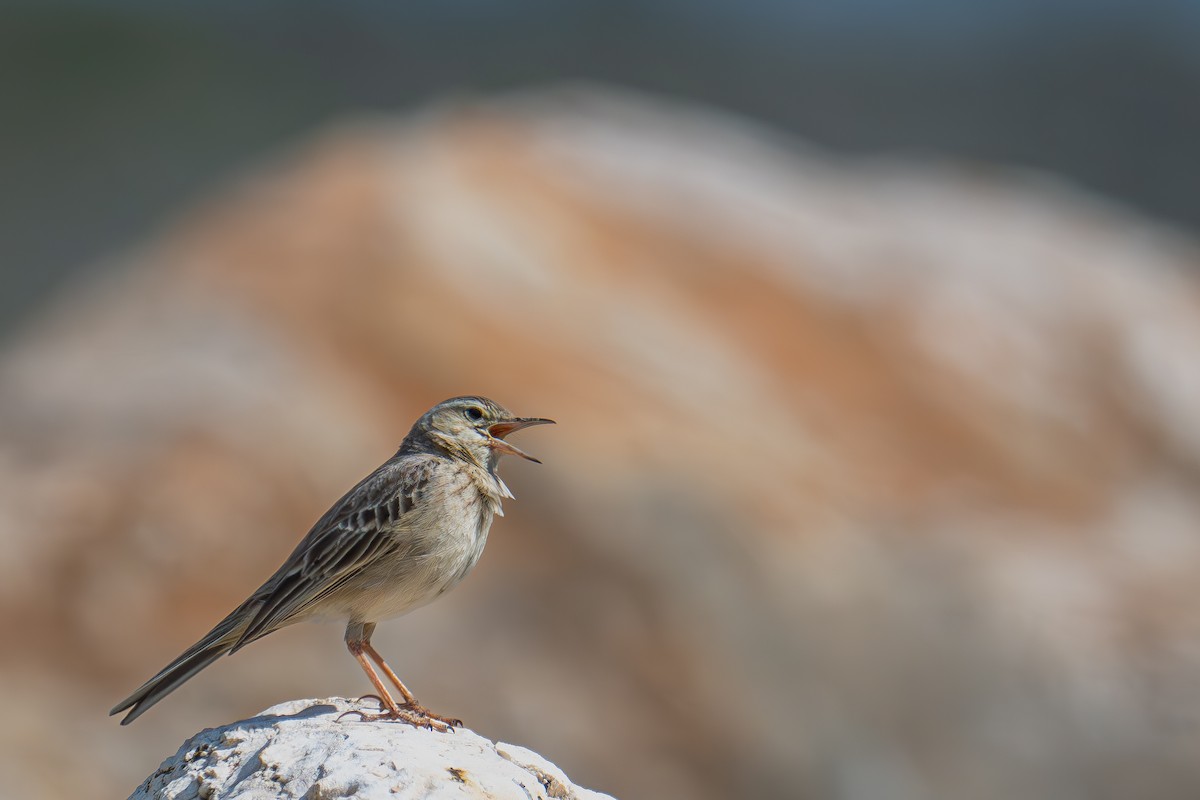 Long-billed Pipit (Middle Eastern) - ML615989544