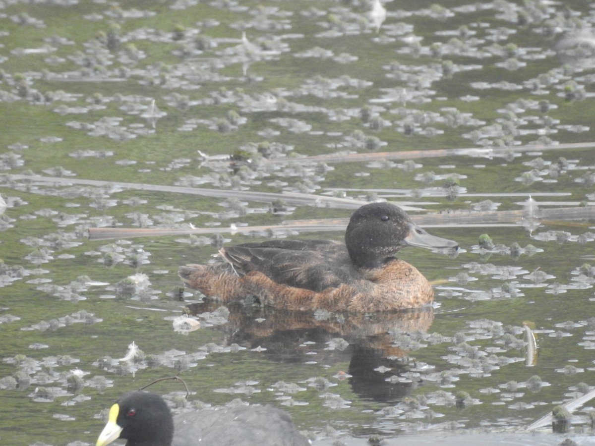 Black-headed Duck - ML615989627