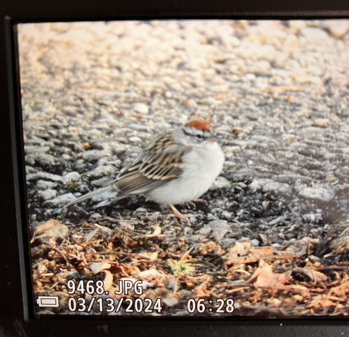Chipping Sparrow - ML615989628