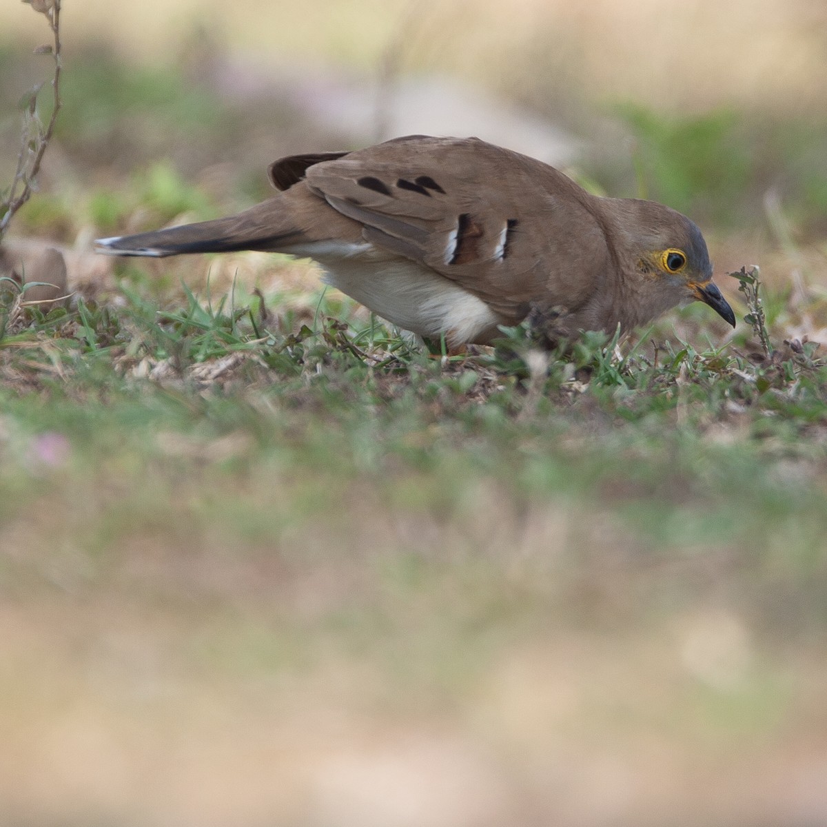 Long-tailed Ground Dove - ML615989648