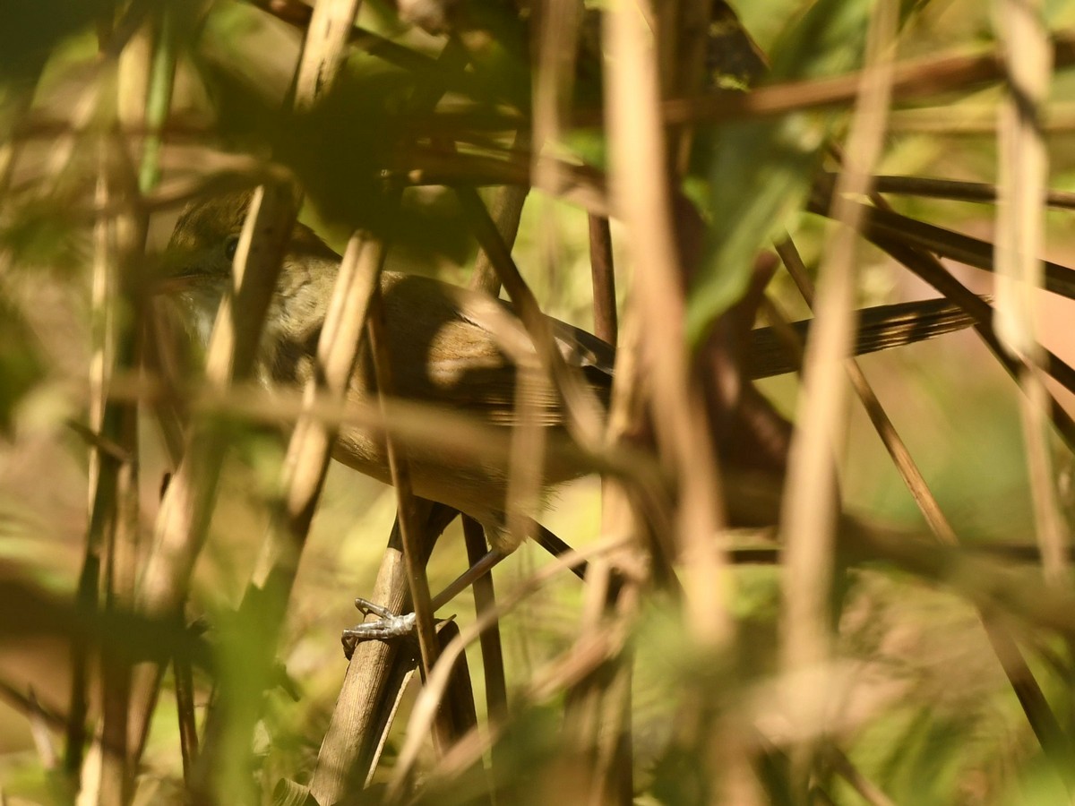 Thick-billed Warbler - ML615989718