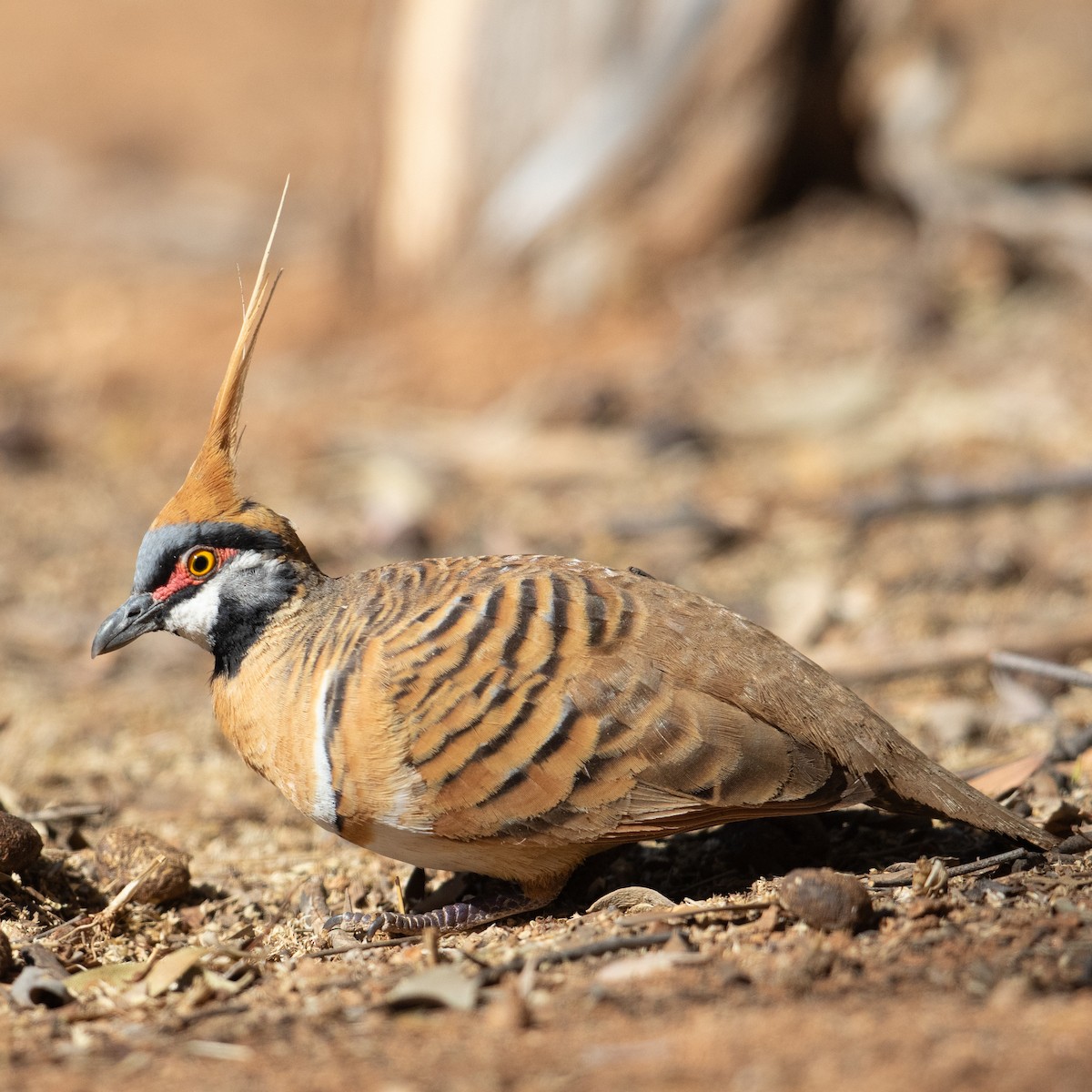 Spinifex Pigeon - ML615989726
