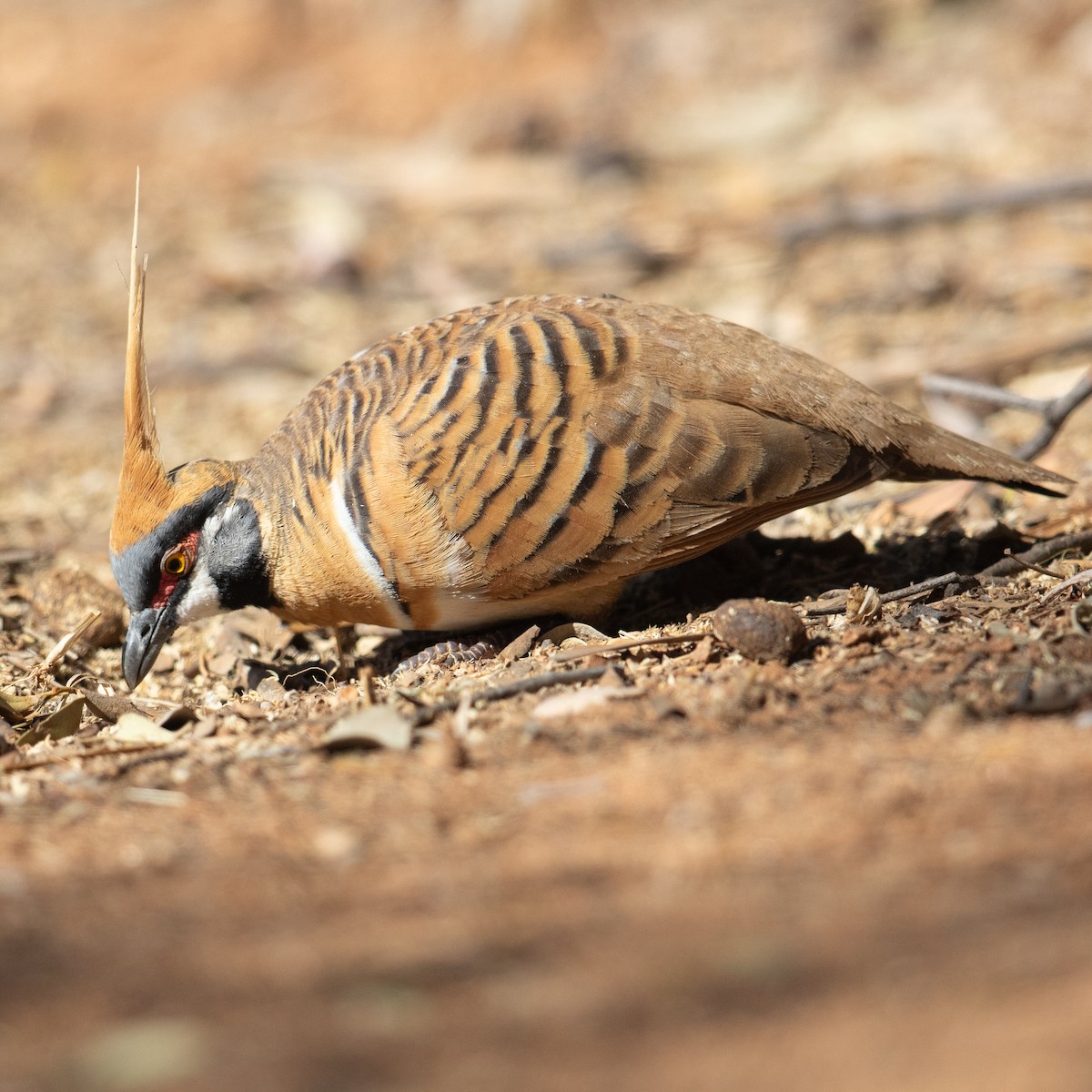 Spinifex Pigeon - ML615989758