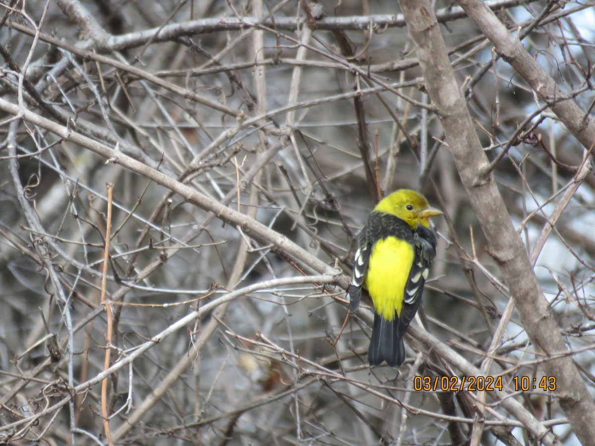 Western Tanager - ML615989843