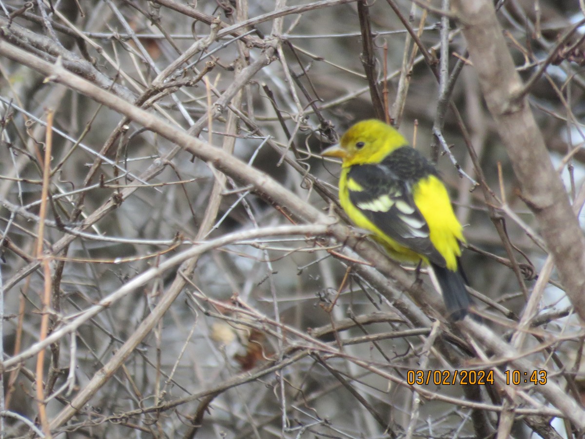 Western Tanager - ML615989845