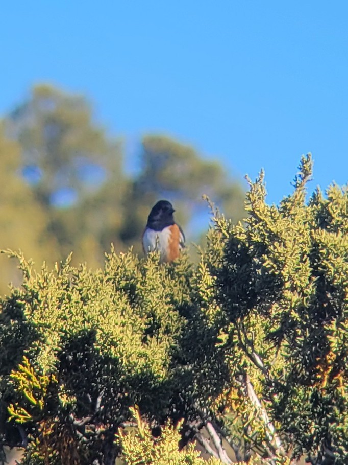 Spotted Towhee - ML615989848