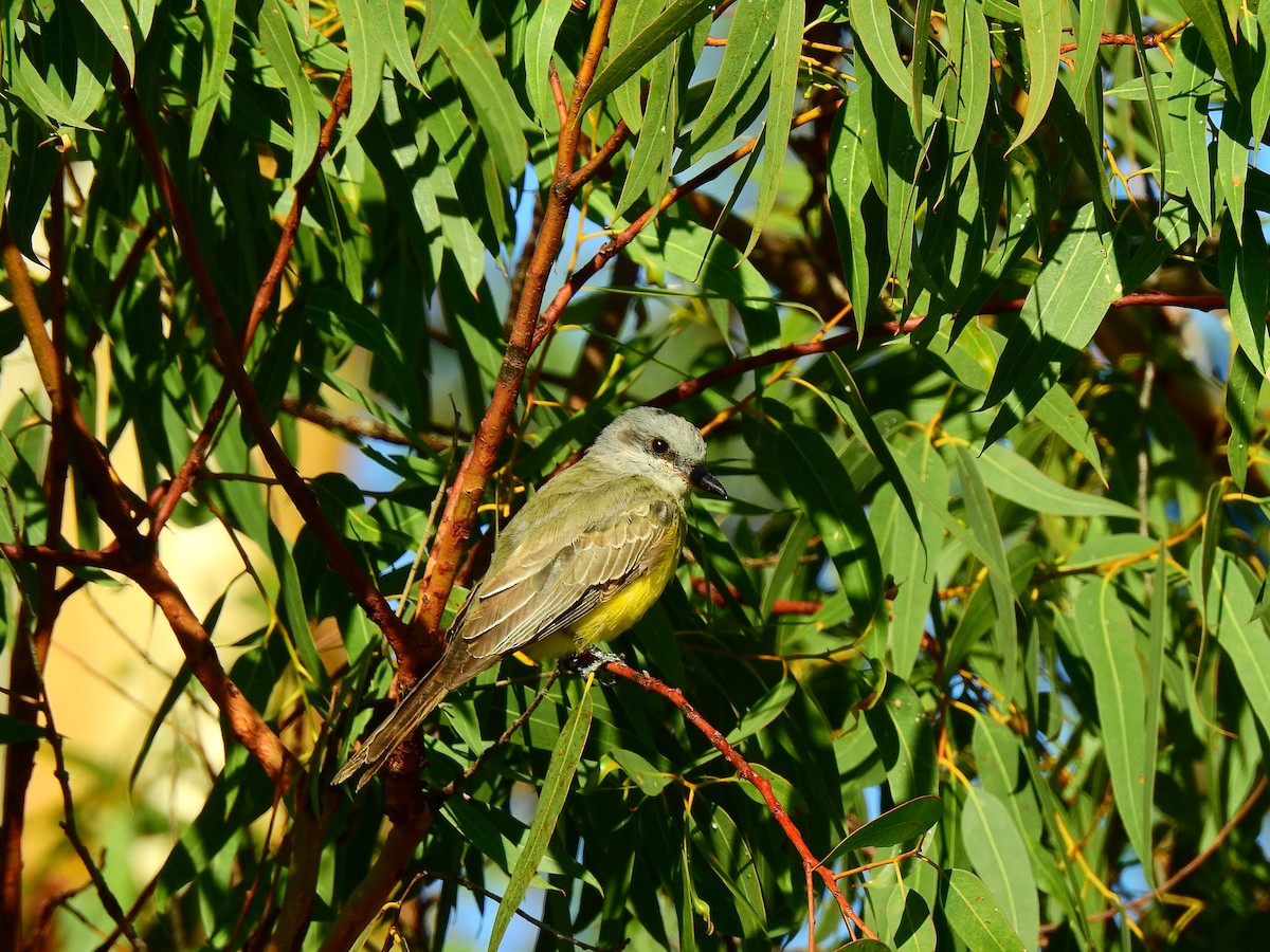 Tropical Kingbird - JESSICA ARRIGORRIA