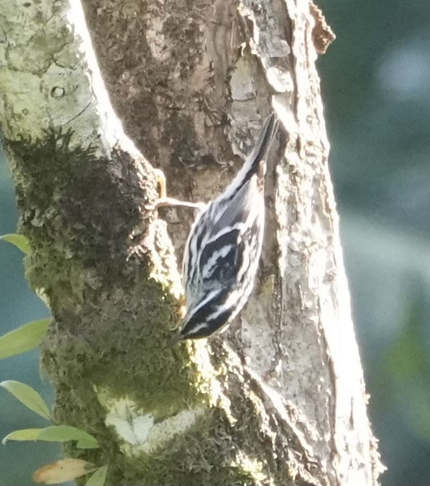 Black-and-white Warbler - ML615989951