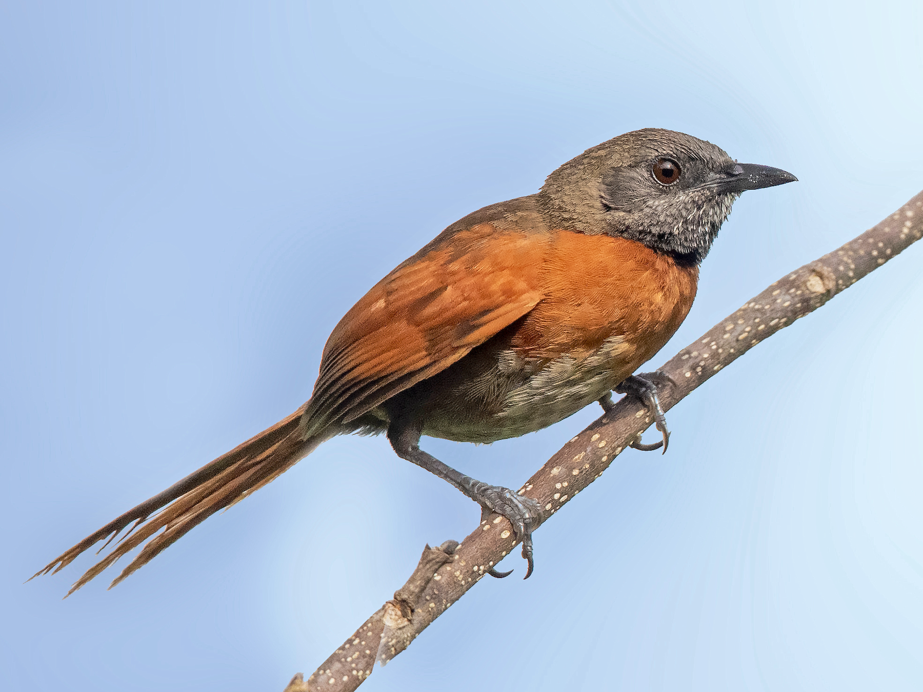 Rufous-breasted Spinetail - Bradley Hacker 🦜