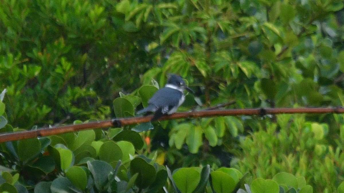 Belted Kingfisher - ML615990079