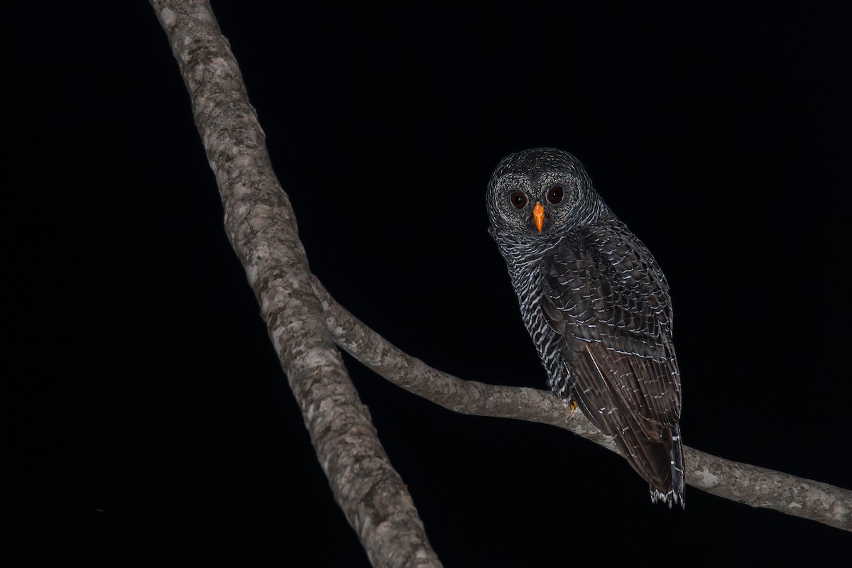Black-banded Owl - ML615990089