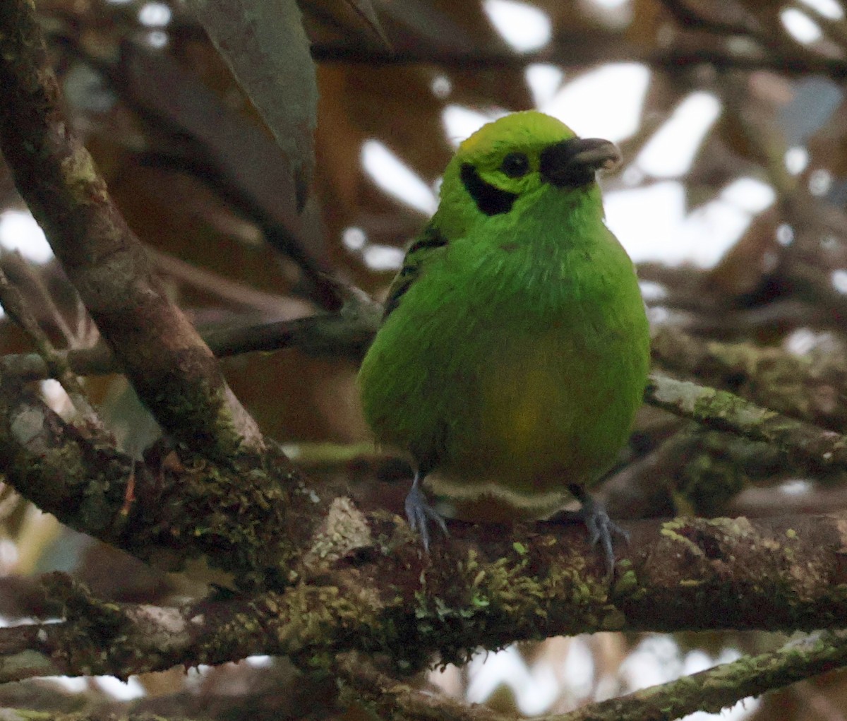 Emerald Tanager - ML615990249