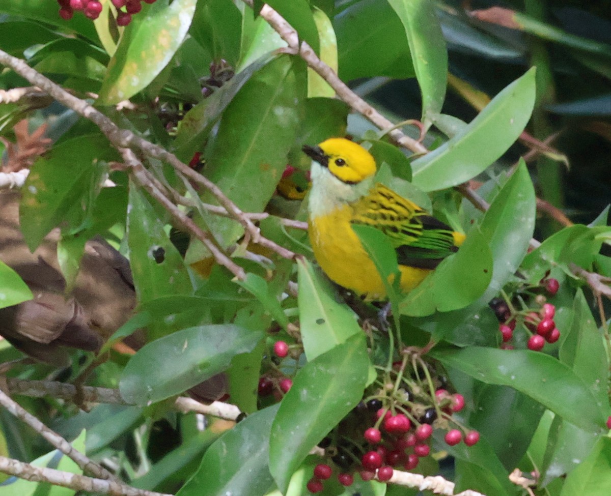 Silver-throated Tanager - ML615990262