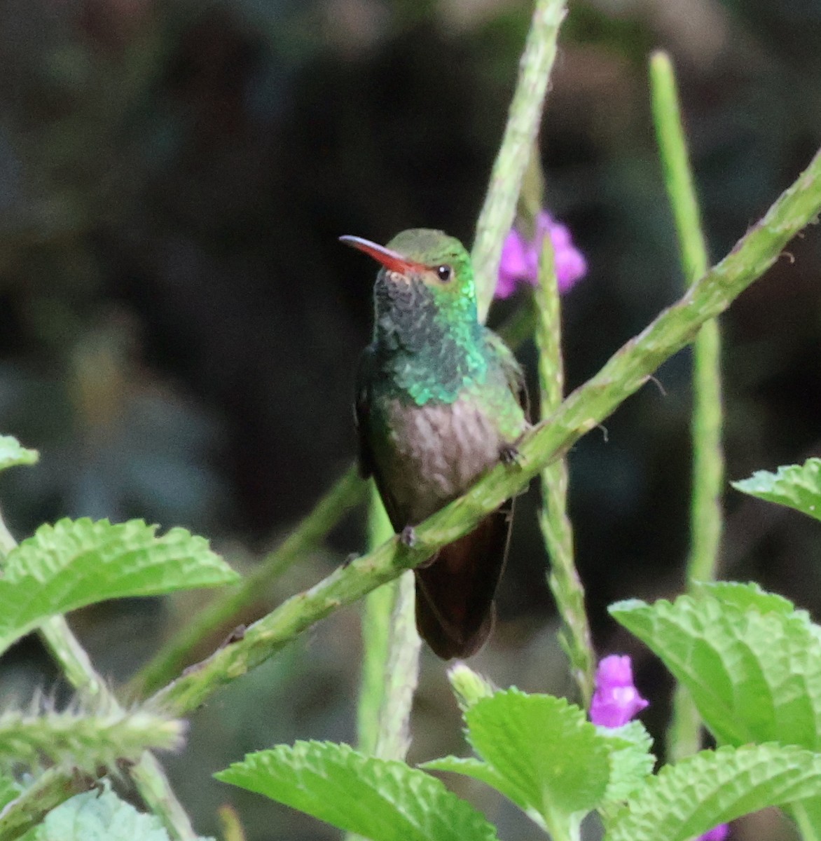 Rufous-tailed Hummingbird - Finn Etter