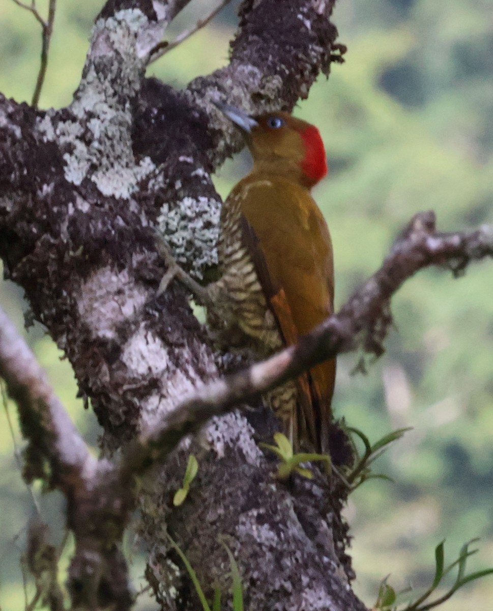 Golden-olive Woodpecker - ML615990283