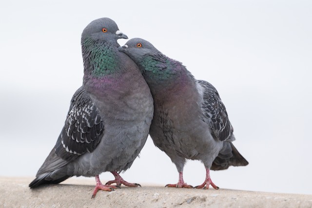 Rock Pigeon (Feral Pigeon) ML615990356