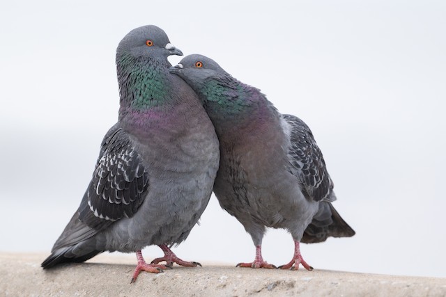 カワラバト（ドバト、家畜型） - eBird