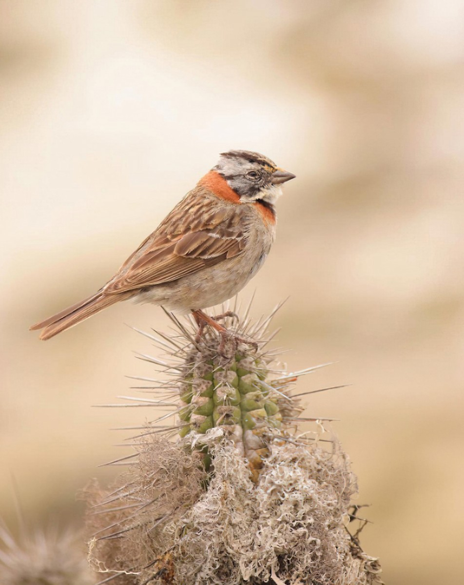 Rufous-collared Sparrow - Francisco Castro Carmona