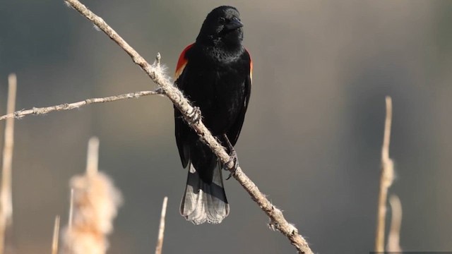 Red-winged Blackbird - ML615990648
