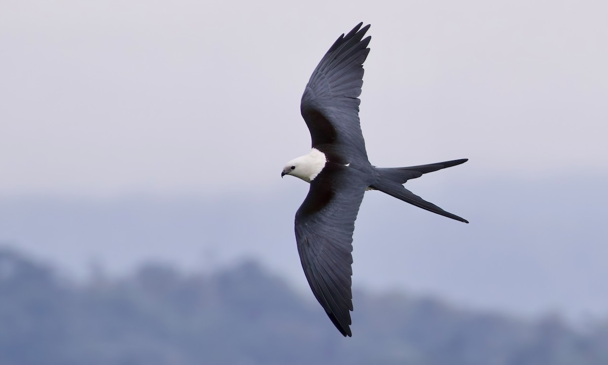 Swallow-tailed Kite - ML615990803
