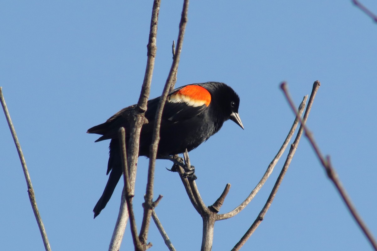 Red-winged Blackbird - ML615990950