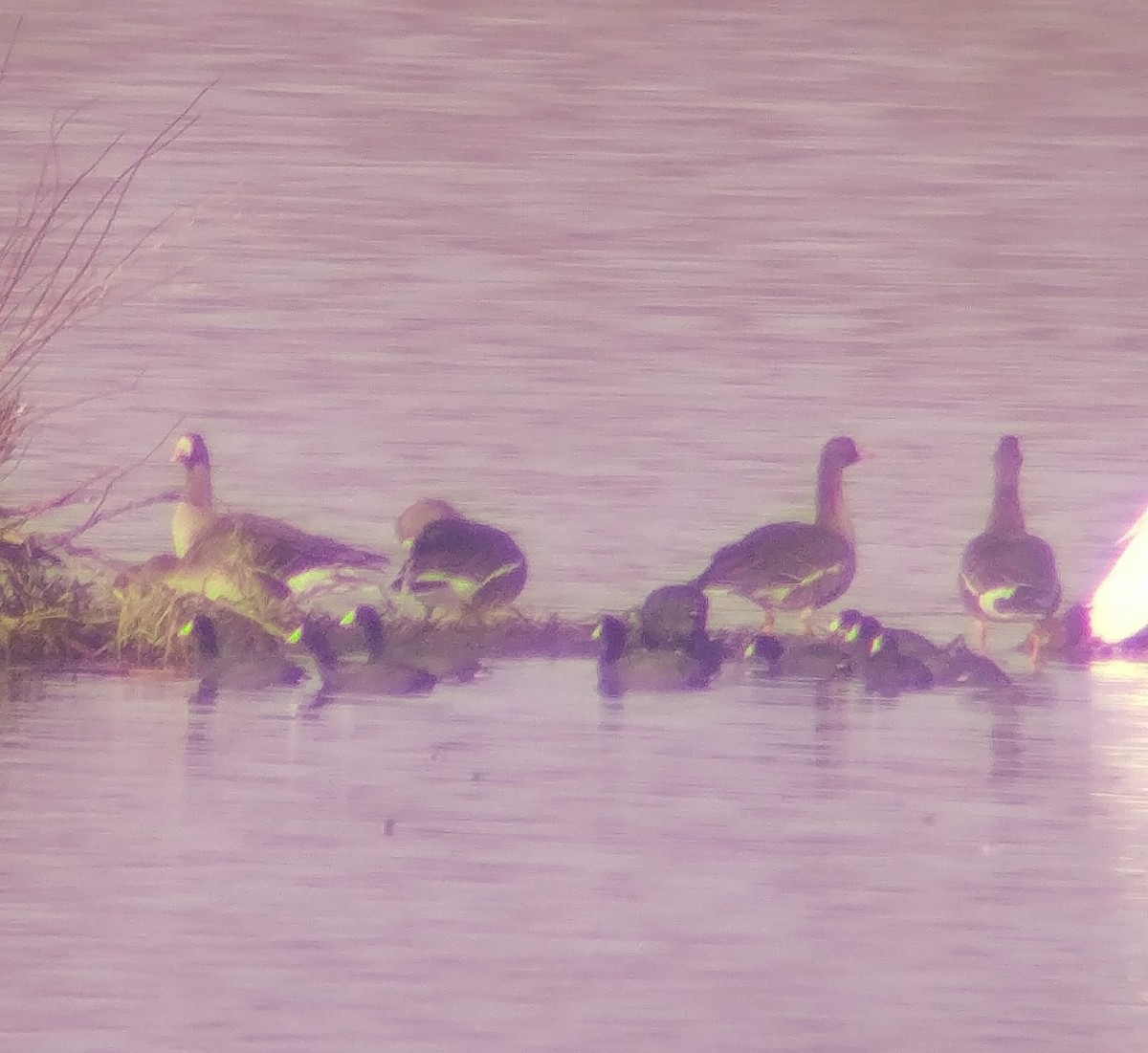 Greater White-fronted Goose - ML615990963