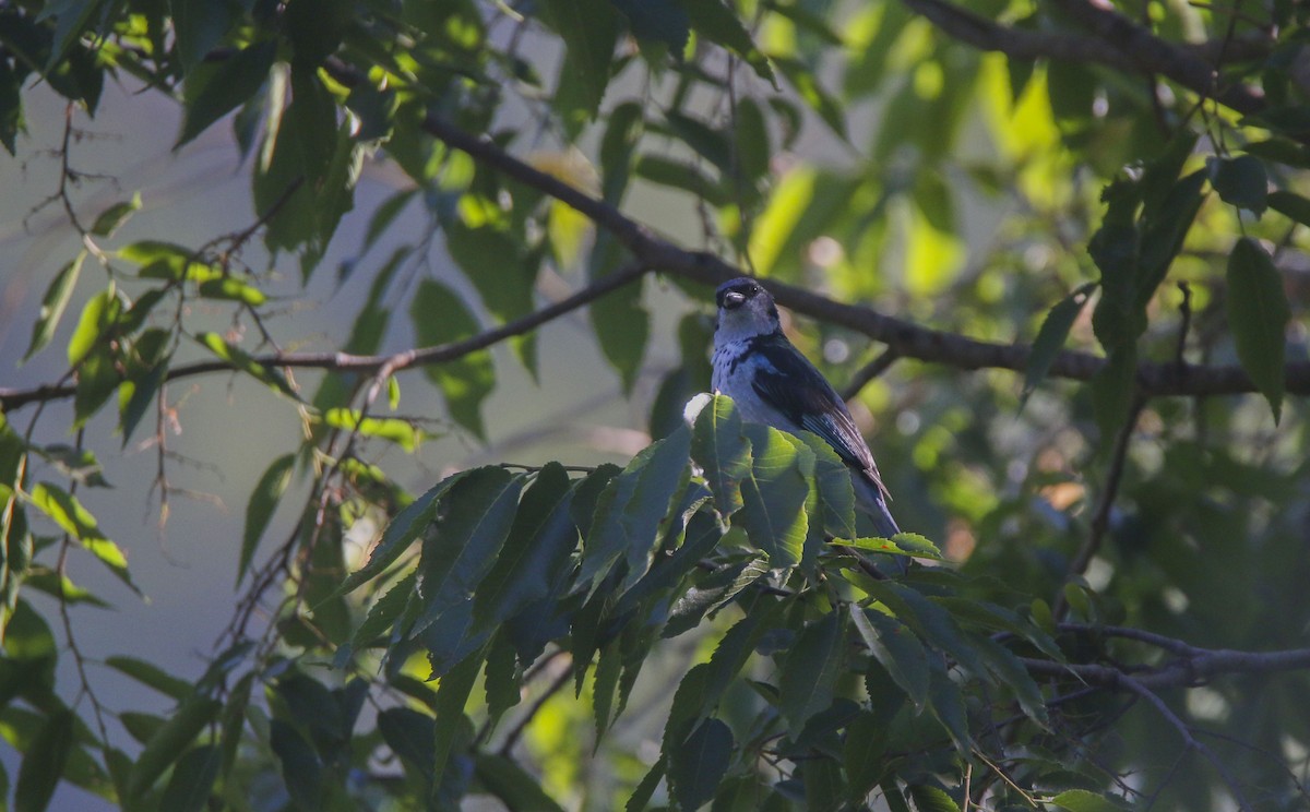 Azure-rumped Tanager - ML615991104
