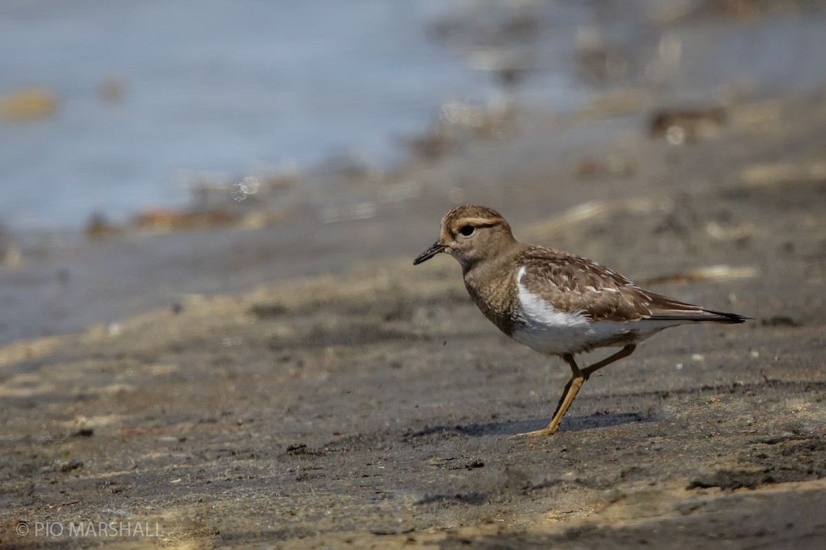 Rufous-chested Dotterel - ML615991131