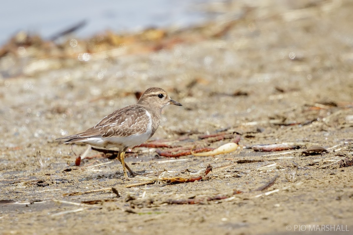Rufous-chested Dotterel - ML615991132
