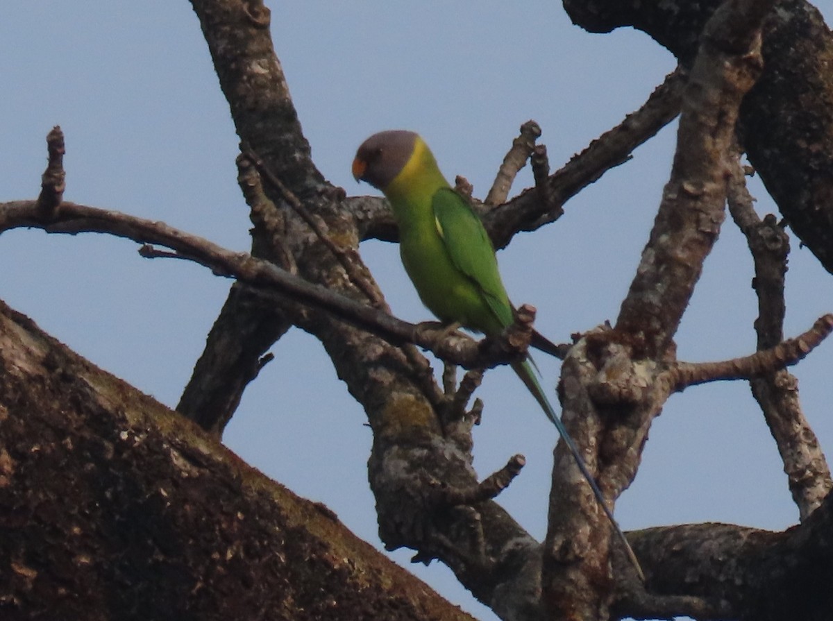 Plum-headed Parakeet - ML615991141