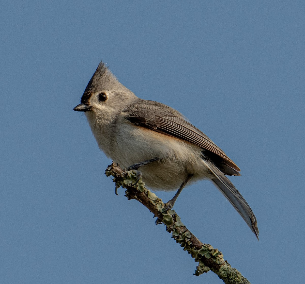 Tufted Titmouse - Kenneth Eyster