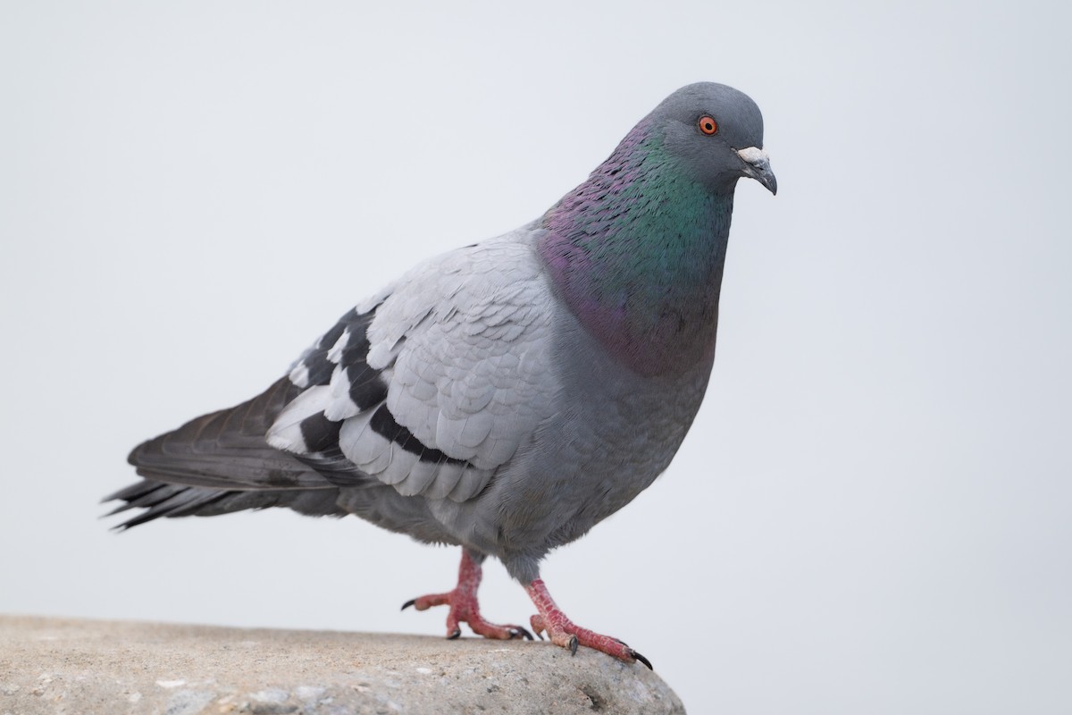 Rock Pigeon (Feral Pigeon) - ML615991496