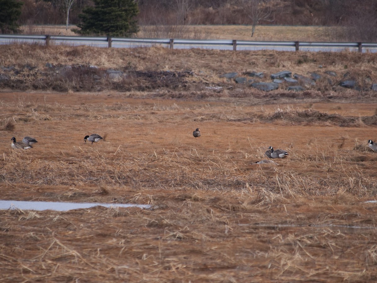 Greater White-fronted Goose - ML615991764