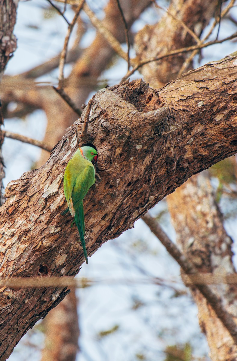 Rose-ringed Parakeet - Dipankar Dev