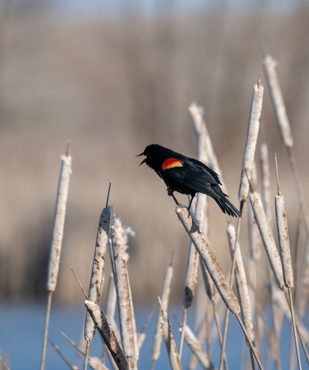 Red-winged Blackbird - ML615991866